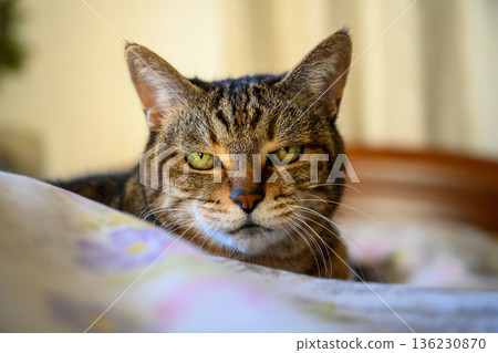 Cat staring intently in bed Cat staring intently in bed 136230870