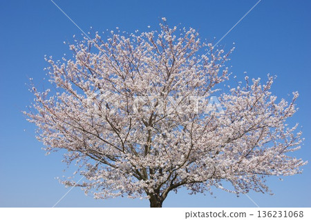 春天圖像櫻桃樹 春天圖像櫻桃樹 136231068