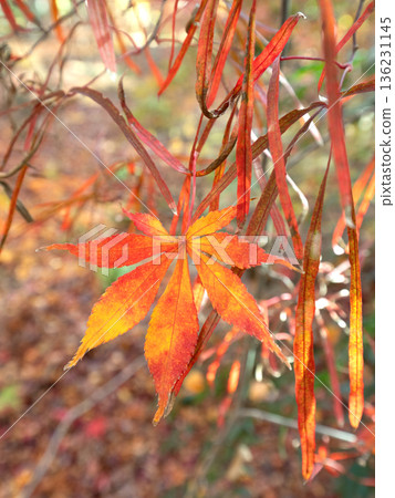 秋葉楓葉 136231145