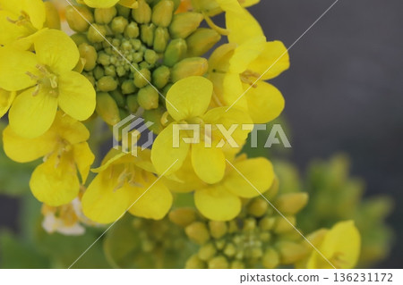 Early-blooming yellow rapeseed flowers blooming in a winter (January) garden Early-blooming yellow rapeseed flowers blooming in a winter (January) garden 136231172