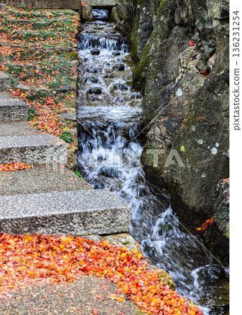 Red and yellow maple leaves and small stream, autumn leaves. Beautiful background of maple in autumn nature. Red and yellow maple leaves and small stream, autumn leaves. Beautiful background of maple in autumn nature. 136231254