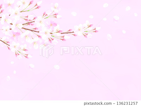 櫻花盛開的插圖背景。 136231257