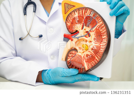 Chronic kidney disease, doctor with model for treatment urinary system, urology, Estimated glomerular filtration rate eGFR. 136231351