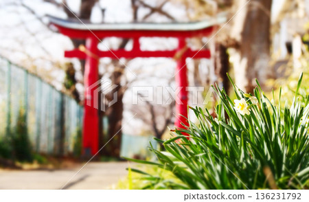 神社的紅色鳥居與水仙花 神社的紅色鳥居與水仙花 136231792