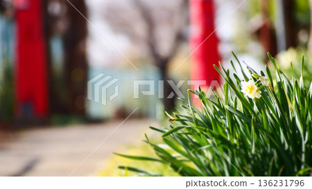 Red torii gate of a shrine and daffodil flowers 136231796