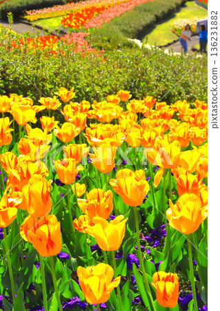 盛開的黃色鬱金香預示著春天的到來。 136231882