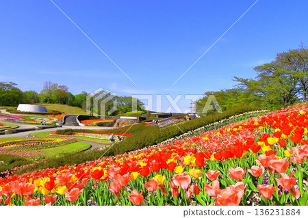 A spring park with clear blue skies and colorful tulips A spring park with clear blue skies and colorful tulips 136231884