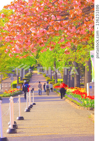 Double cherry blossoms in full bloom and tulips adorning the avenue with fresh greenery 136231886