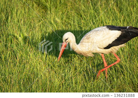 A white stork looks for food in the grass 136231888