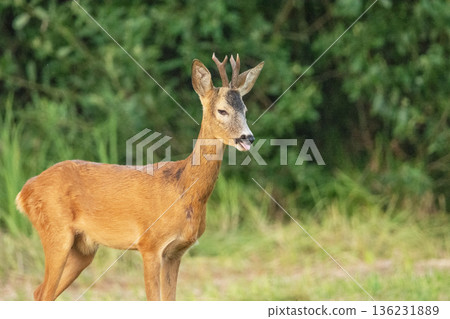Close-up of a young male roe deer 136231889