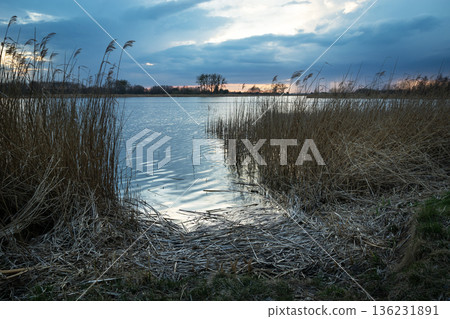 A moody evening view of the lake shore with tall grasses 136231891