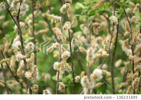 Close-up of many spring catkins Close-up of many spring catkins 136231895