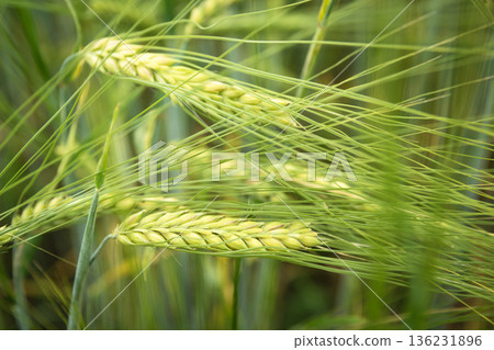 Close-up of green ears of grain Close-up of green ears of grain 136231896