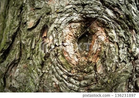 Close-up of a tree with a hole 136231897