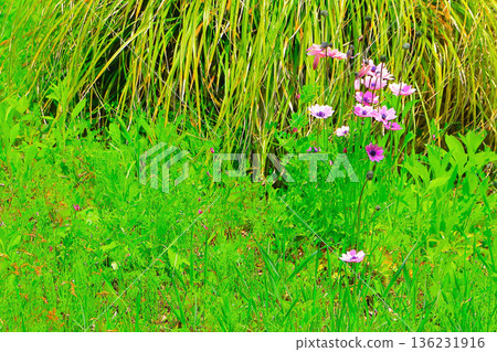 Light purple anemones blooming in the grass Light purple anemones blooming in the grass 136231916