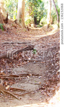 A forest on a sunny day 136232068