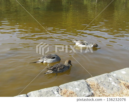 Northern pintail, a winter migratory bird that came to Inage Seaside Park beach pond 136232076