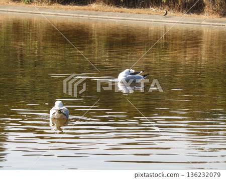 黑頭鷗和針尾鴨來到稻毛海濱公園海灘的池塘 136232079