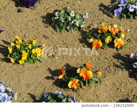Viola flowers in the flowerbed in front of the Flower Museum 136232084