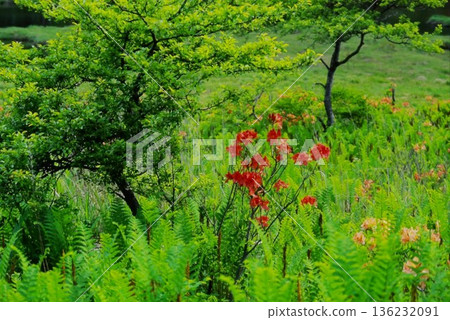 Fresh greenery on Mount Akagi and Renge Azalea | A natural landscape of red flowers blooming on the plateau in early summer Fresh greenery on Mount Akagi and Renge Azalea | A natural landscape of red flowers blooming on the plateau in early summer 136232091