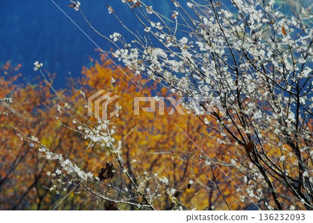 White flowers and autumn leaves at Shimokubo Dam | Gunma Prefecture - A natural landscape that lets you feel the changing seasons White flowers and autumn leaves at Shimokubo Dam | Gunma Prefecture - A natural landscape that lets you feel the changing seasons 136232093