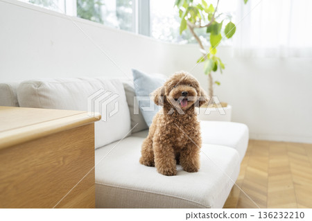 玩具貴賓犬（5歲男孩）坐在沙發上 136232210