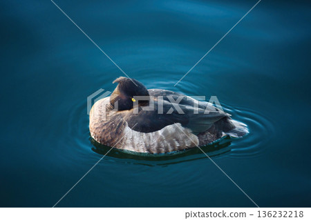 A single Tufted Duck (Aythya fuligula) isolated against blue water A single Tufted Duck (Aythya fuligula) isolated against blue water 136232218