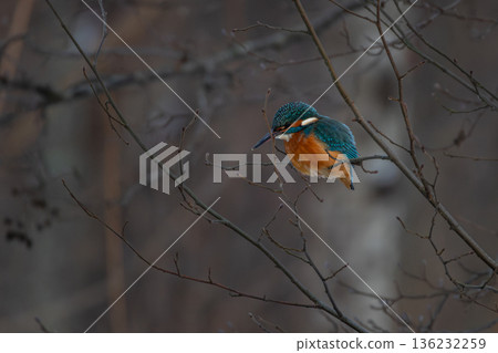 There is a Common Kingfisher on the branch. 136232259
