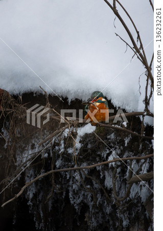 Kingfisher bird holding small fish in beak Kingfisher bird holding small fish in beak 136232261