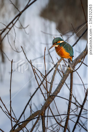 There is a Common Kingfisher on the branch. 136232263