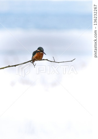 There is a Common Kingfisher on the branch. 136232267
