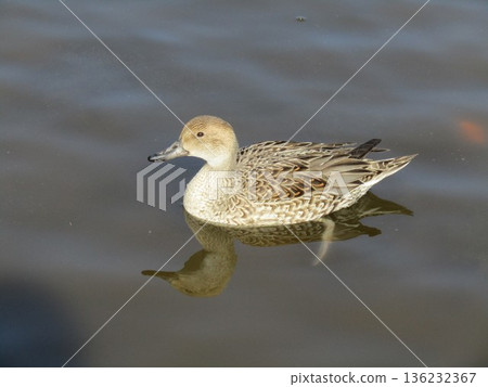 針尾鴨來到稻毛海濱公園海濱池塘 136232367