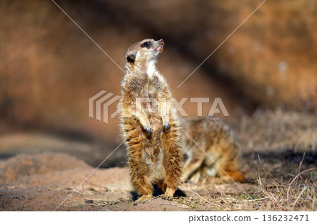 A meerkat looking up at the sky where crows fly 136232471