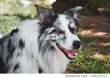 Close-up headshot portrait of a single spotted border collie dog sitting on the grass in a public park 136232512