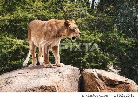 A female lioness standing on a big rock in the sunlight in the jungle 136232515
