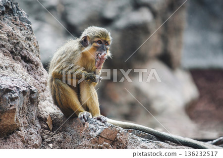 Portrait of a cute Gabon talapoin monkey, resting on a rock Portrait of a cute Gabon talapoin monkey, resting on a rock 136232517