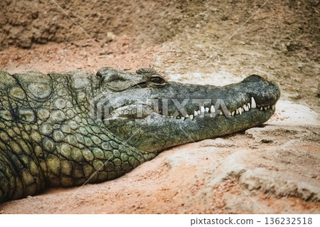 Close-up headshot of a crocodile on the sandy shore of a riverbank resting in the sun 136232518