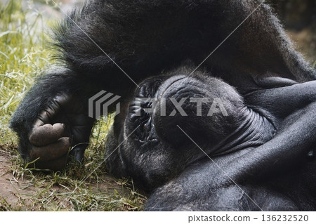 A male silverback mountain gorilla resting on the ground A male silverback mountain gorilla resting on the ground 136232520