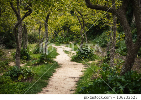 A dirt path leading through a dense forest 136232525