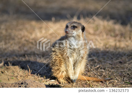 Meerkat spending time in the sun on a winter afternoon 136232573