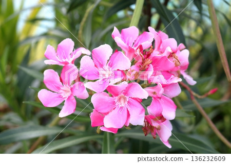Sweet oleander blooming on branch in nature. 136232609