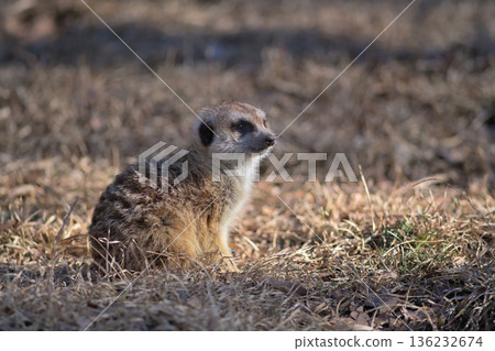 一隻狐狸獴望著日落，心中疑惑著又一天是否即將結束。 136232674