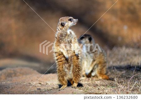 兩隻狐獴警戒地觀察著周圍的環境。 136232680