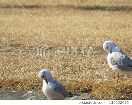 A black-headed gull that came to Inage Seaside Park beach pond 136232685
