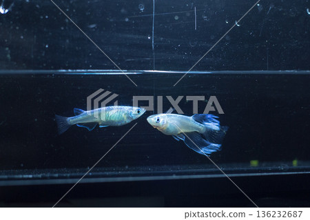 Medaka Kissing Light System 136232687