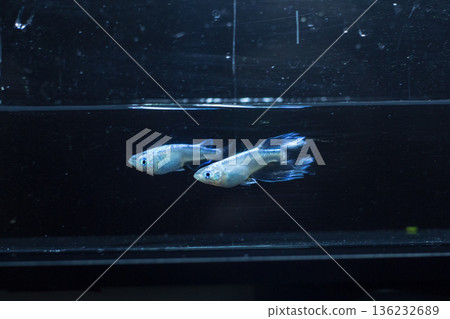 Medaka Kissing Light System 136232689