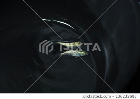 目高鮫親吻光系統 136232695