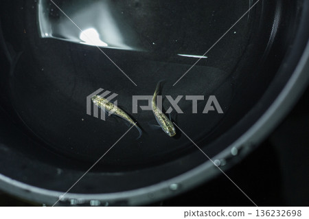 Medaka Kissing Light System Medaka Kissing Light System 136232698