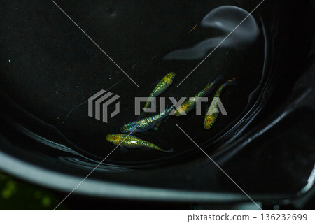 目高鮫親吻光系統 136232699