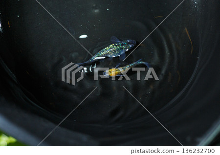 目高鮫親吻光系統 136232700